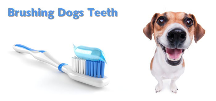 How to clean dogs teeth