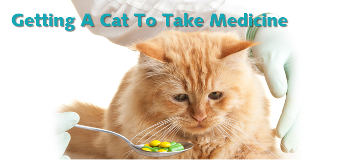 How to get a cat to take medicines