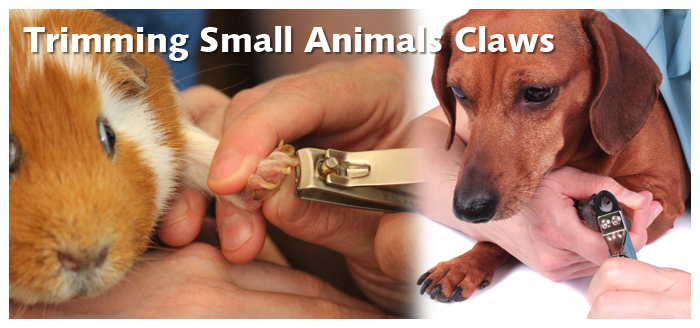 How trim small animlas claws