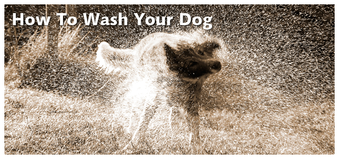 How to wash your dog correctly