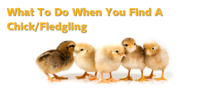 What to do when you find a chick fledgling